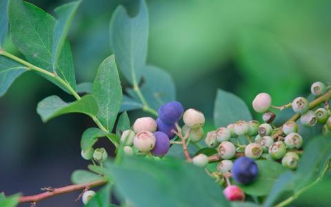 蓝莓为啥有的有籽有的没籽(蓝莓有紫籽吗)