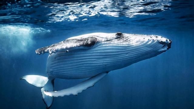 鲸的祖先是什么？(鲸鱼是鱼吗)
