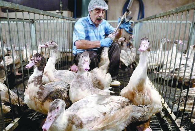 1500吨！西欧小国每年疯狂出口鹅肝赚钱，却备受指责，为什么？，法国顶级鹅肝养殖图8